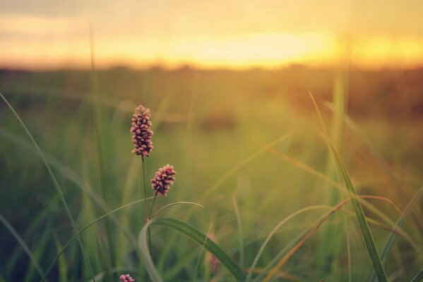 Eine einsame Blume schaut auf den Sommer Sonnenuntergang