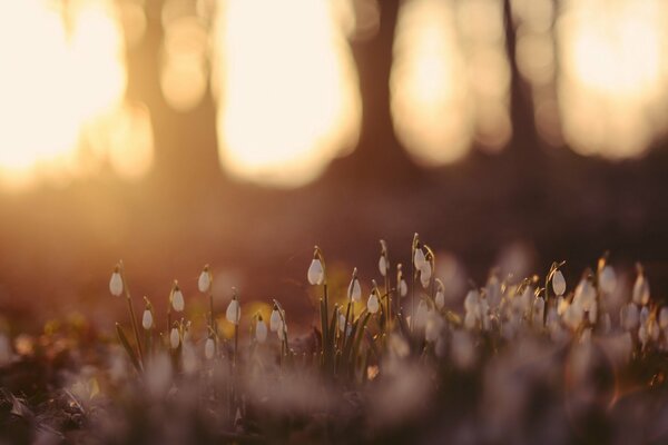 Fleurs dans la forêt. Nature