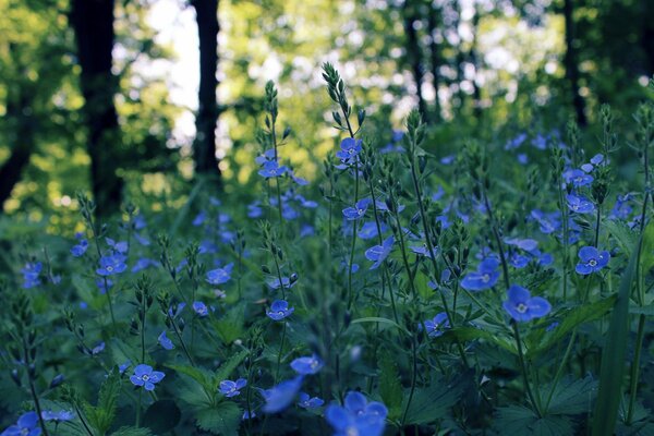 Viele blaue kleine Blüten wachsen