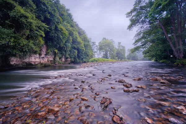 Fiume della foresta sulle secche con la corrente