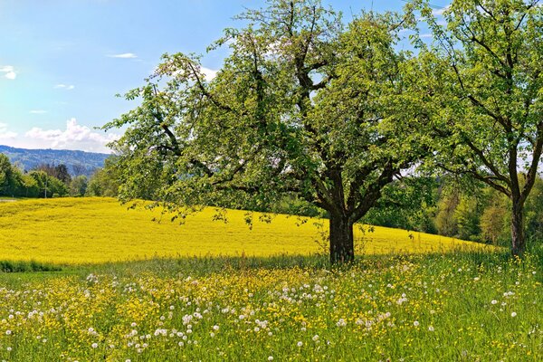 Prado amarillo con dientes de León cerca de los árboles