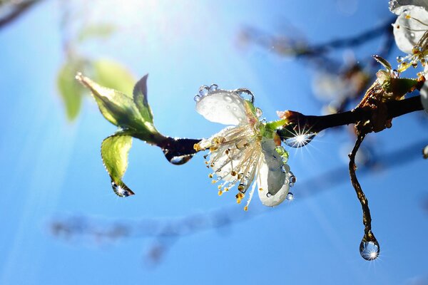 A branch of flowers with water droplets