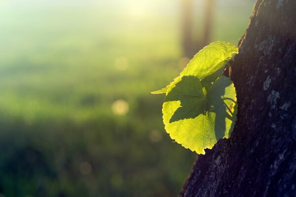 Hermosa naturaleza con árbol y hojas a la luz del sol