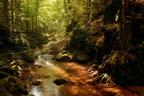 Arroyo en bosque denso más a menudo