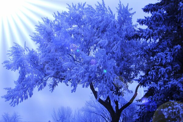 Raggi di sole sull albero invernale