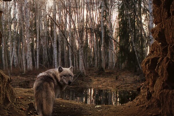 The wolf looks around in the birch forest