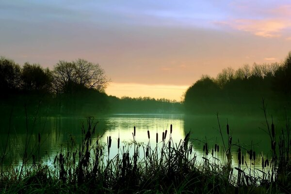 Lac brumeux avec des roseaux le matin