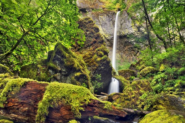 Wasserfall von einer Klippe zwischen Bäumen und Moosgestrüpp