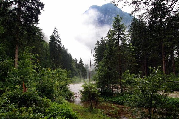 Dichter grüner Wald und ein Berg in der Ferne im Nebel