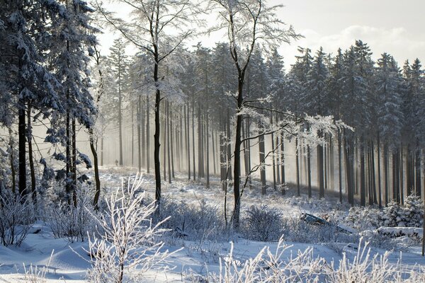 Landschaft der winterlichen Waldnatur