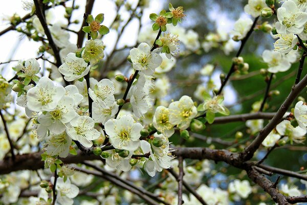 Spring. Fruit trees in bloom