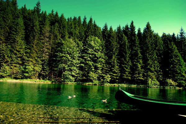 Bosque junto al mar, barco en verde