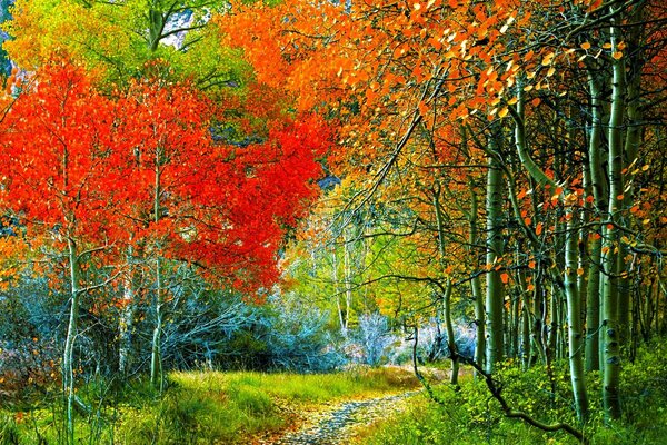 A path leading into the autumn forest