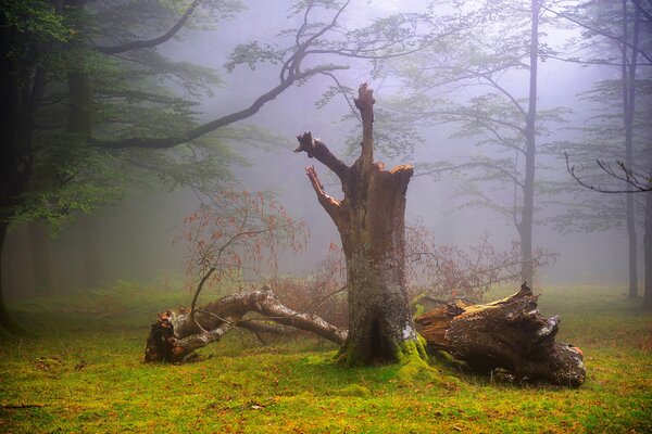 The Misty Forest of Oskar Zagrain