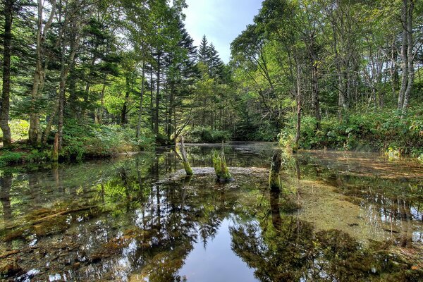 Río entre los árboles en el bosque en verano