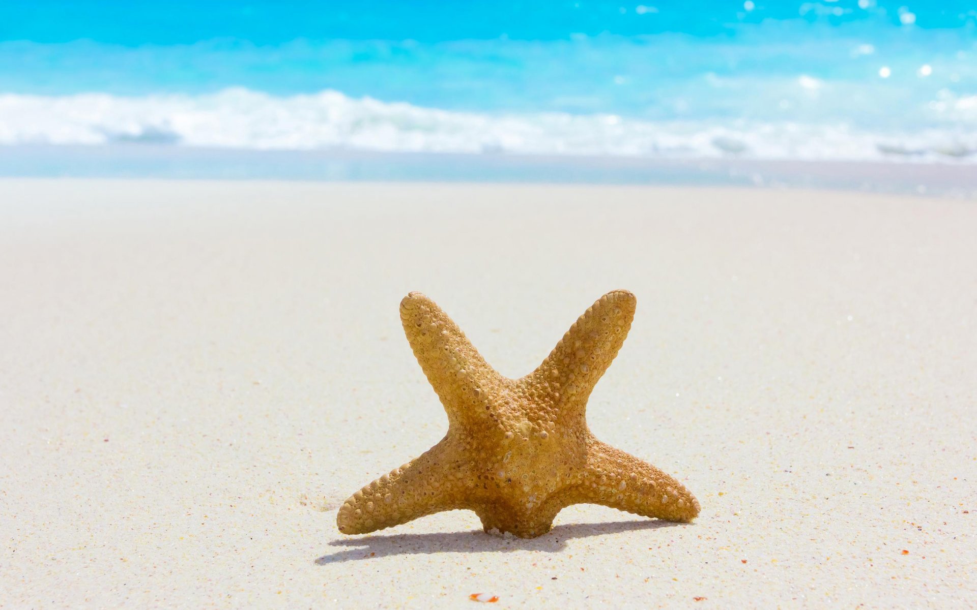 nature mer été sable plage étoiles été