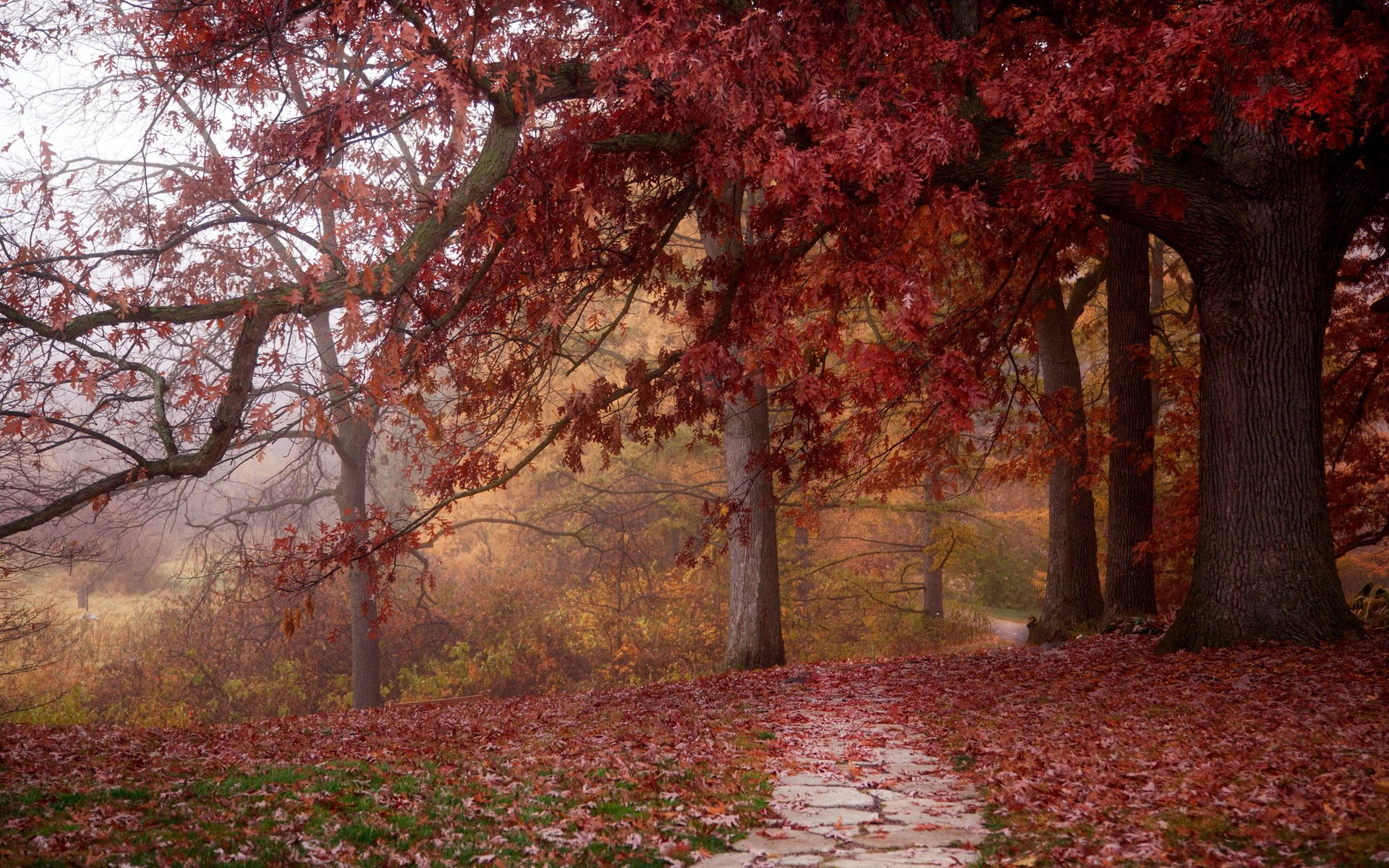 parque otoño naturaleza