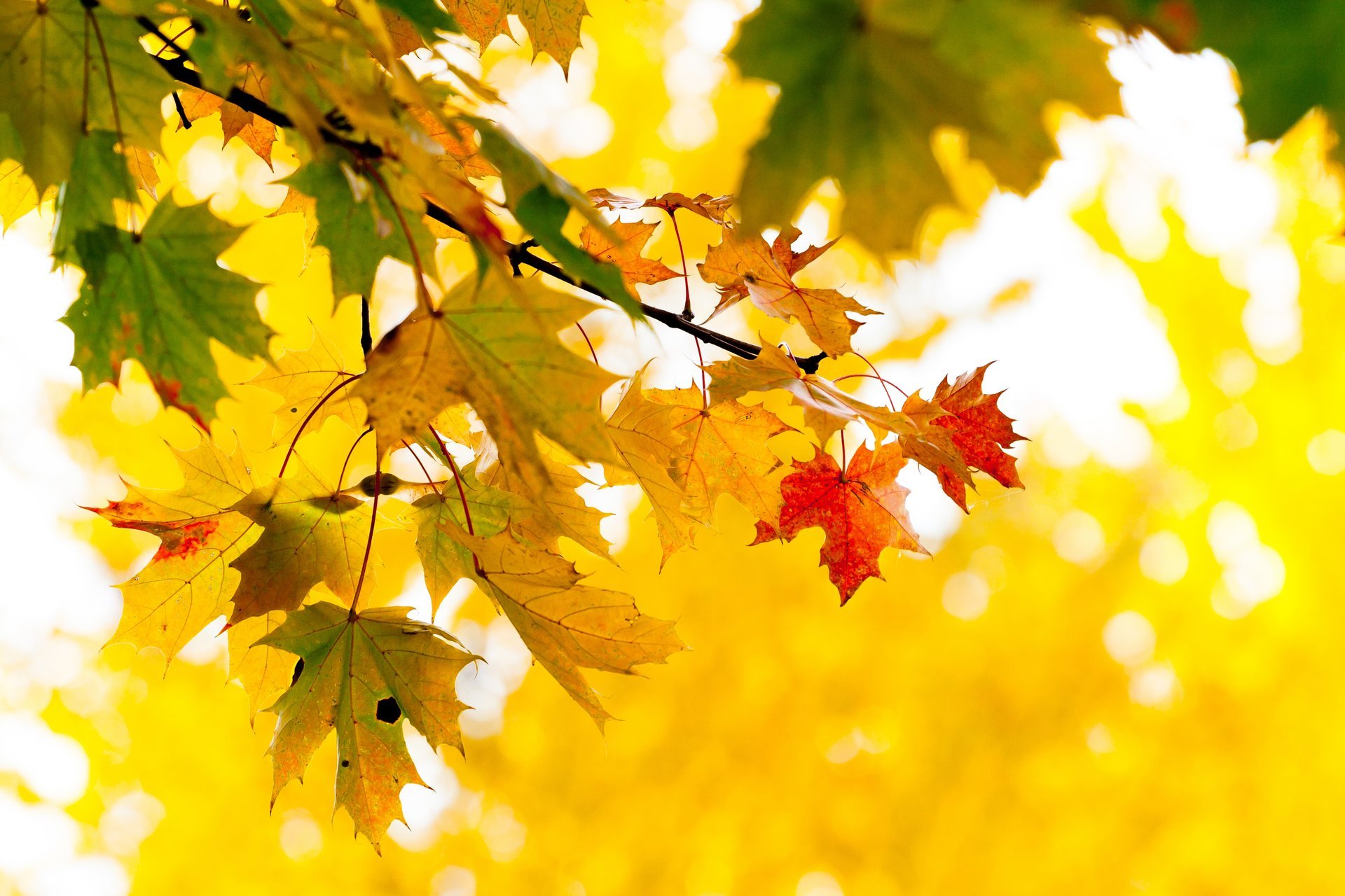 otoño hojas amarillo árbol rama arce