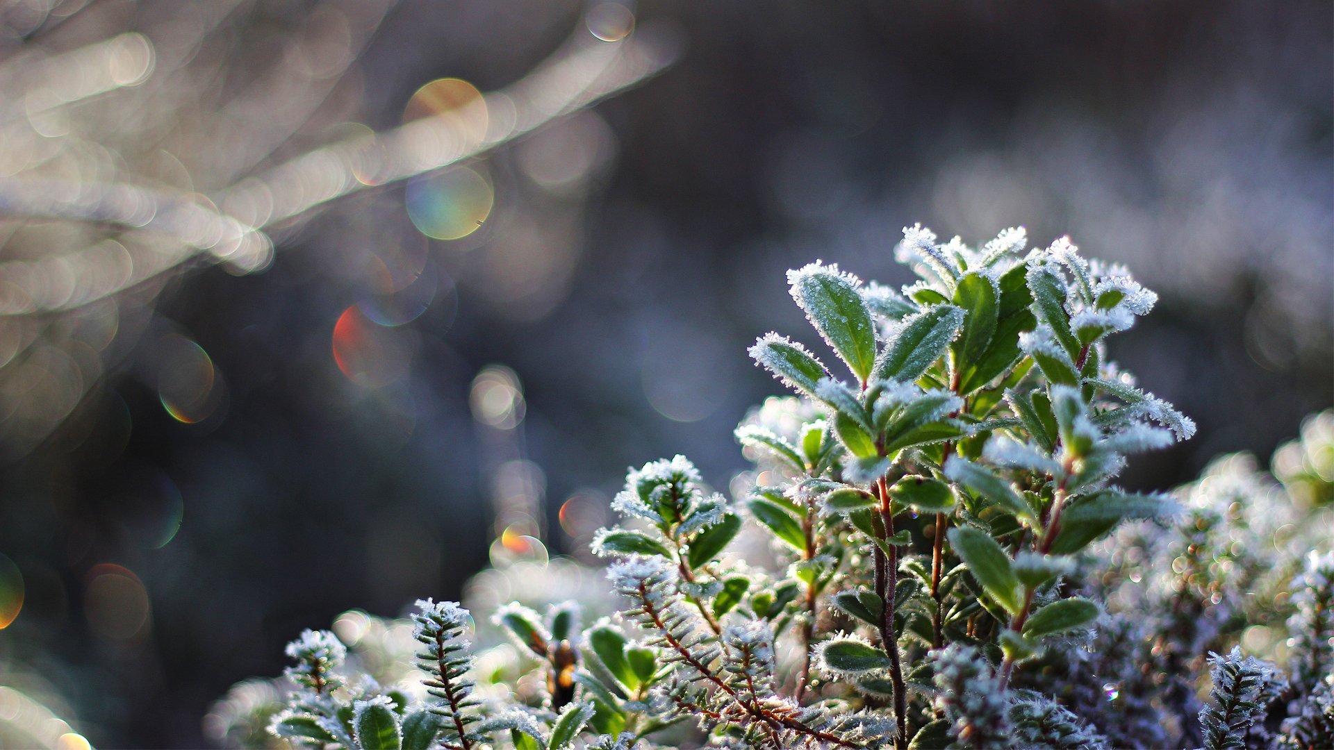 pianta foglie gelo freddo neve cristalli macro bokeh