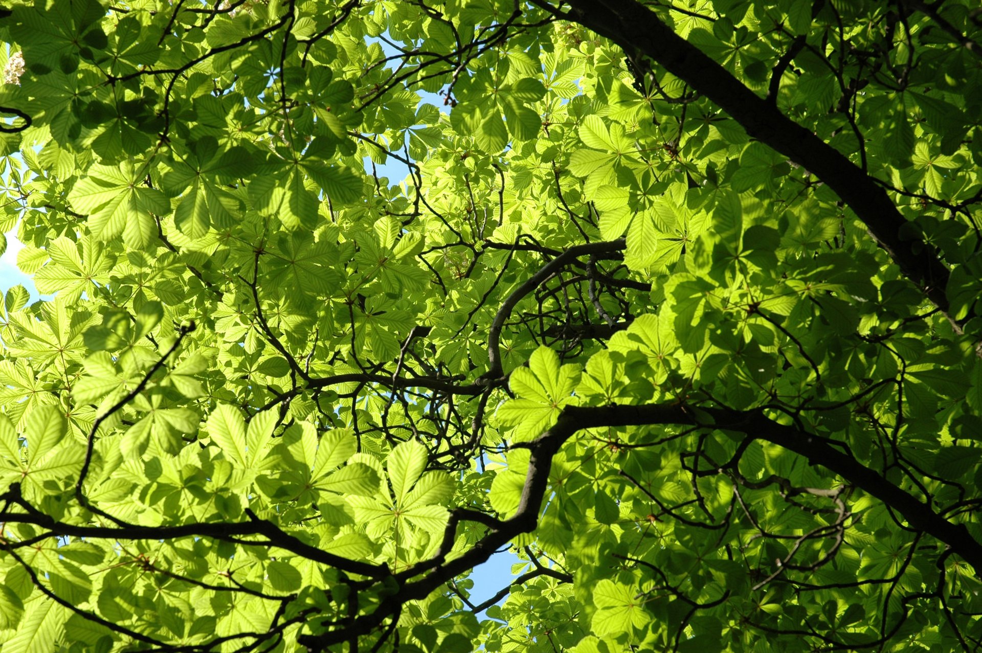 castaño planta hojas verde verde primavera rama