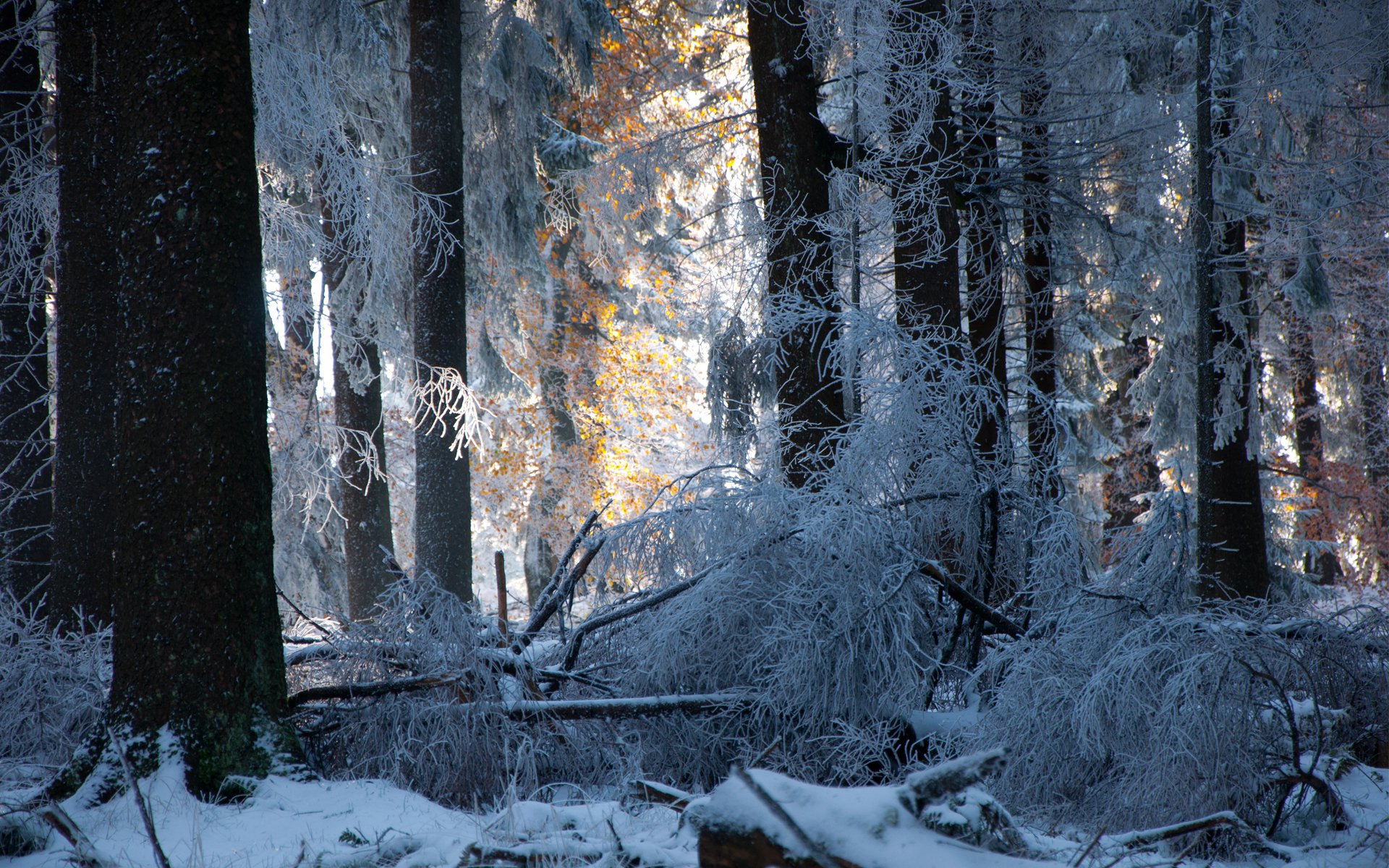 wald winter schnee bäume