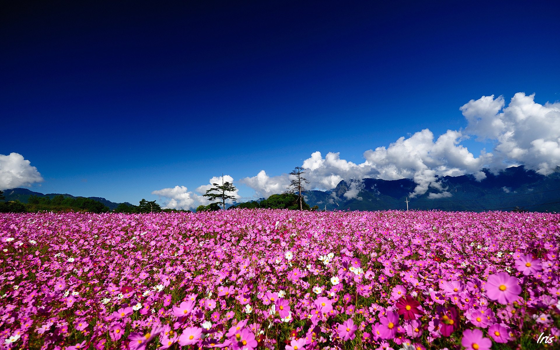 flower the field summer kosmeya pink tree solar clouds hills mountain