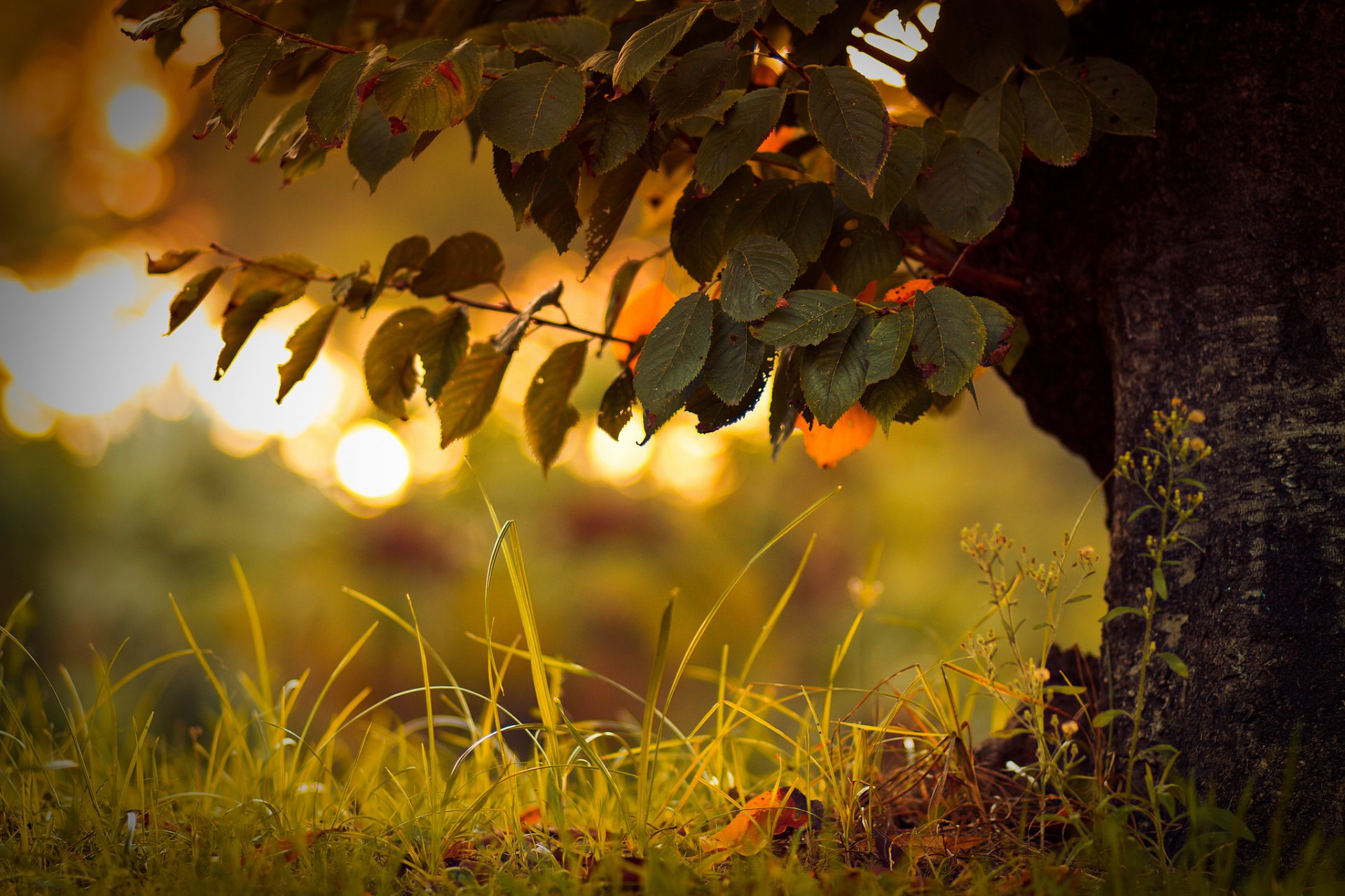 close up tree grass reflections bokeh foliage autumn