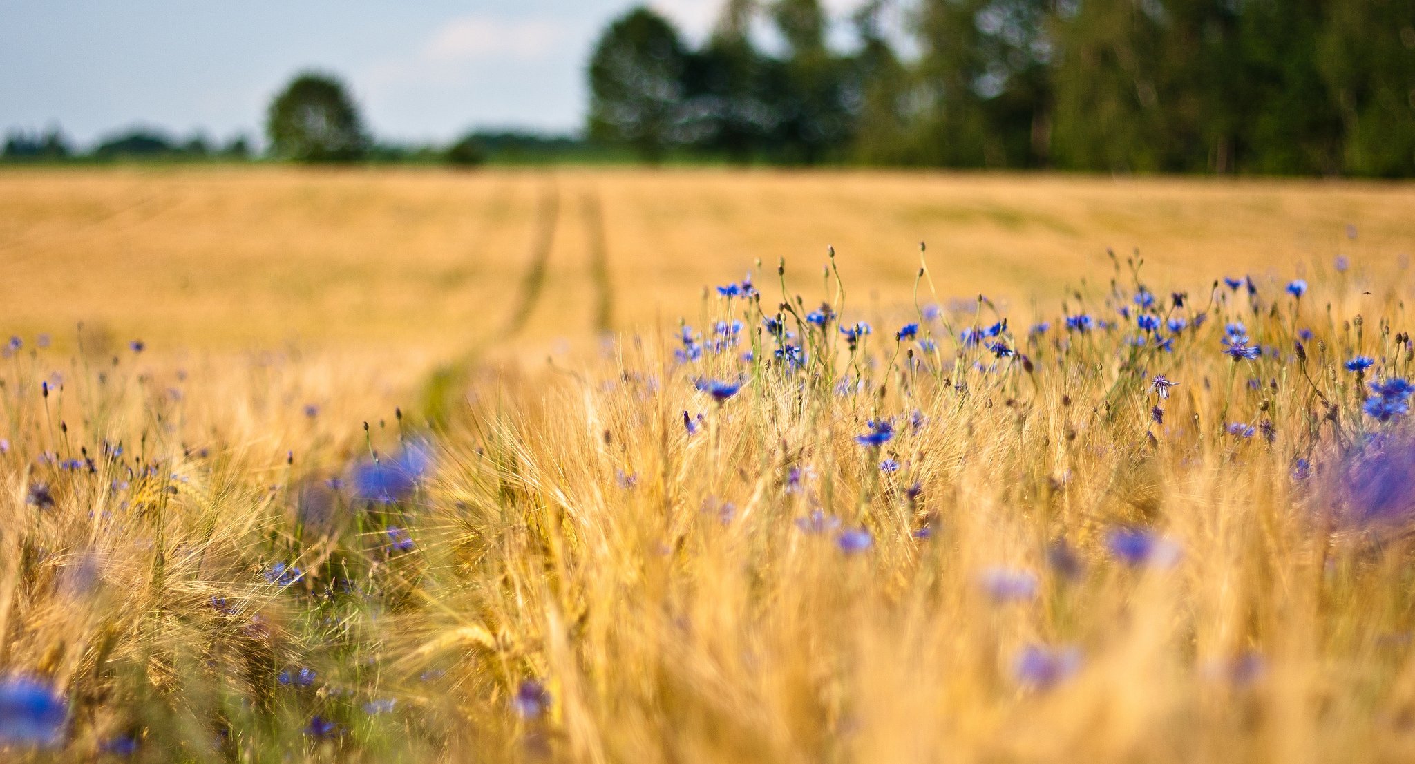 the field wheat ears flower blue cornflowers tree blur