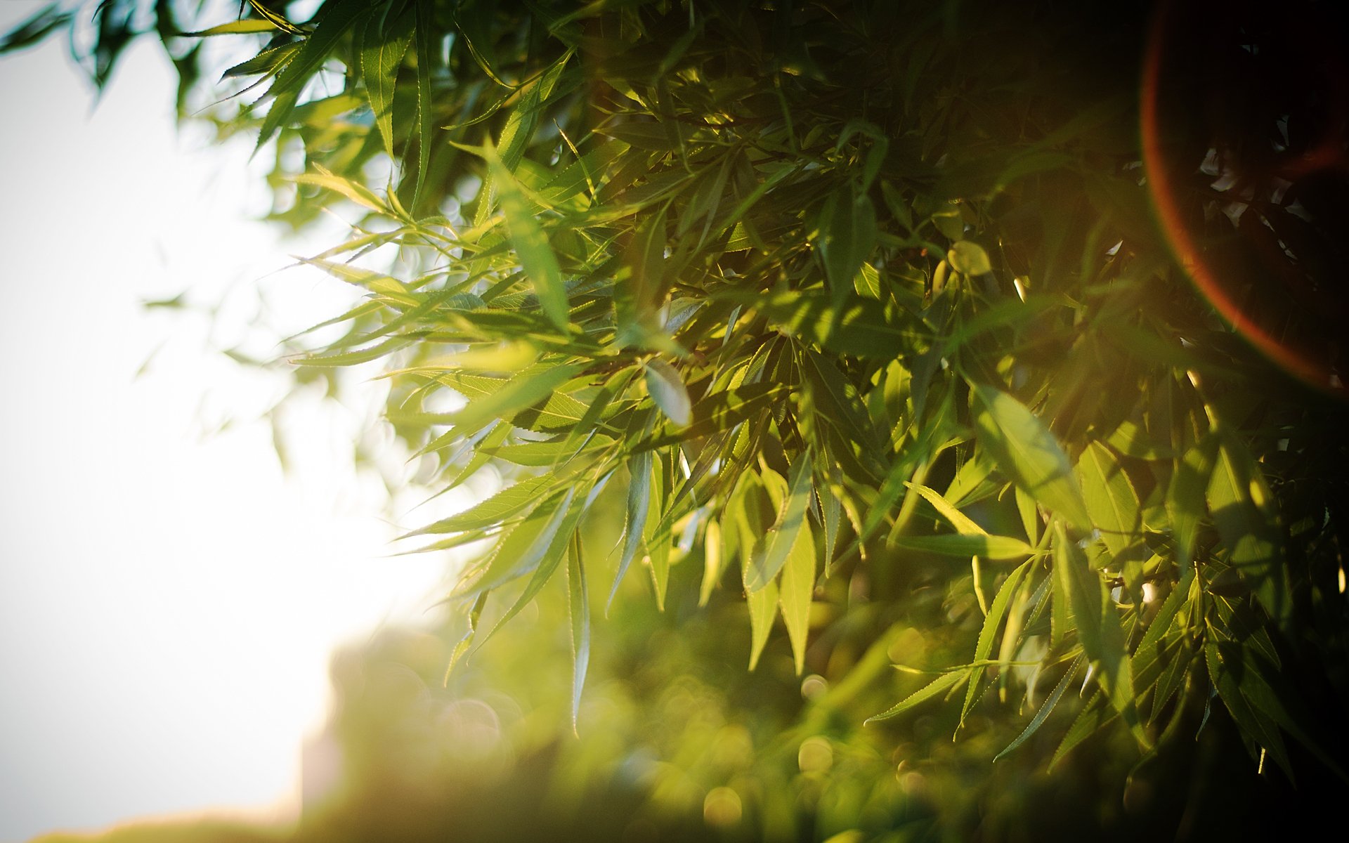 sole albero corona foglie raggi del sole bokeh luce