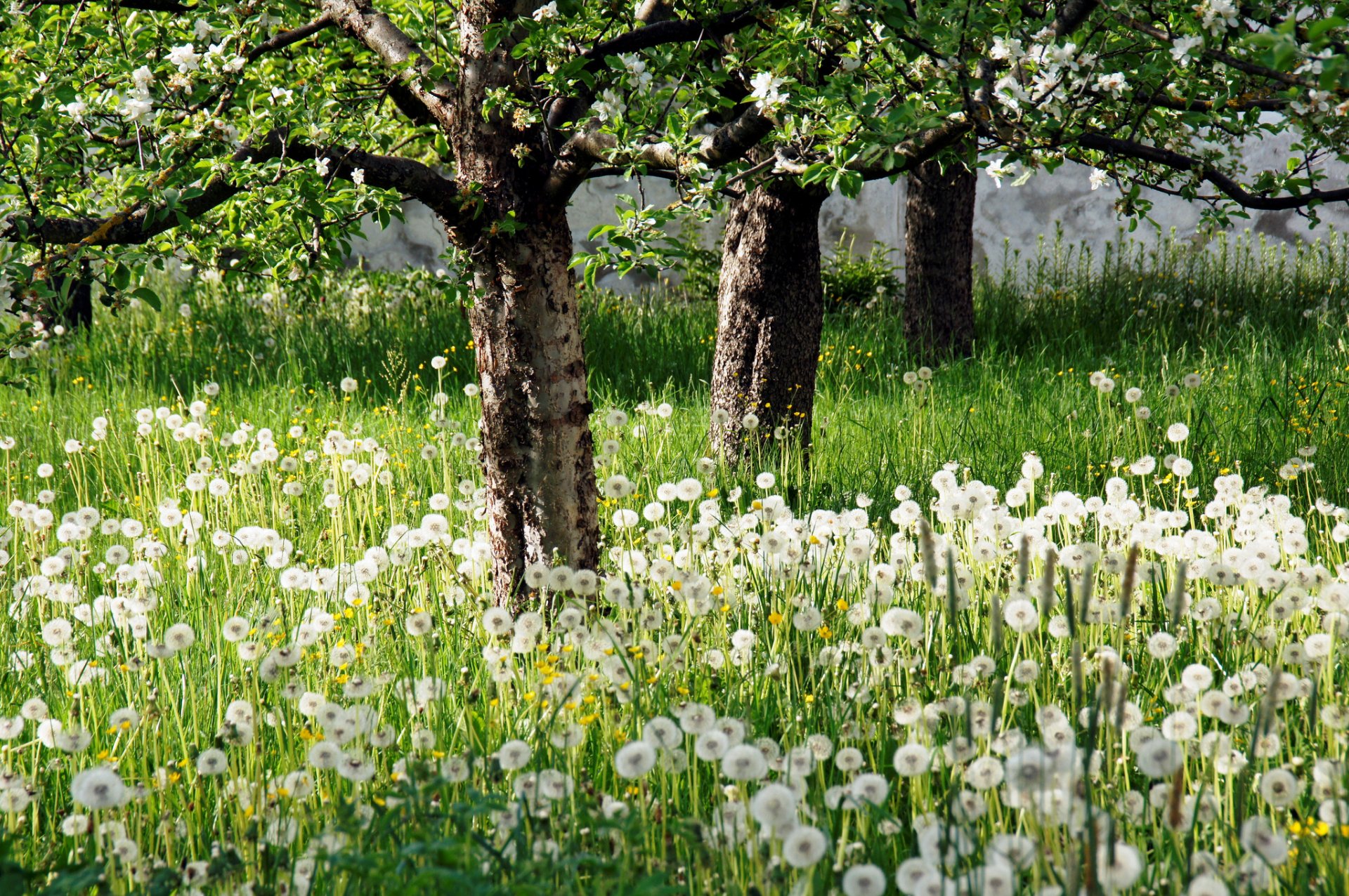 garten bäume löwenzahn natur