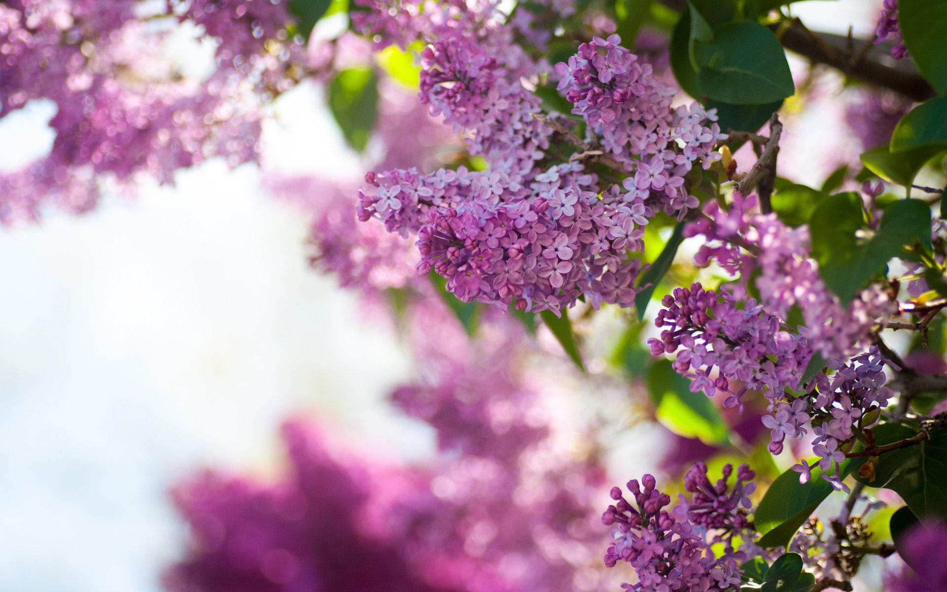 printemps lilas buisson fleurs ciel