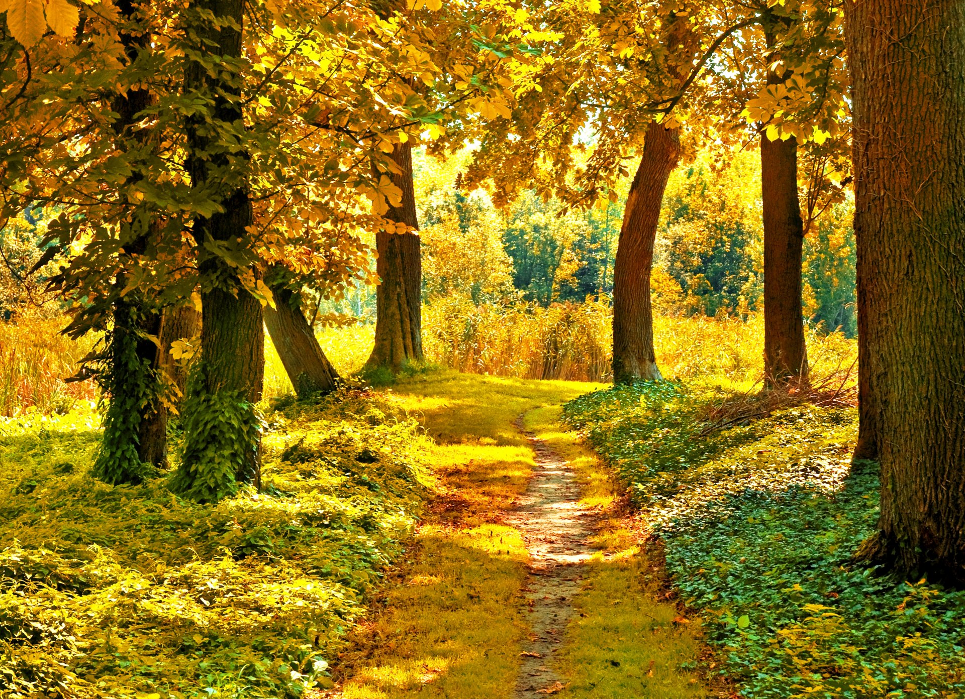 herbst sonne fußweg bäume blätter grün gelb gras zweige wald natur