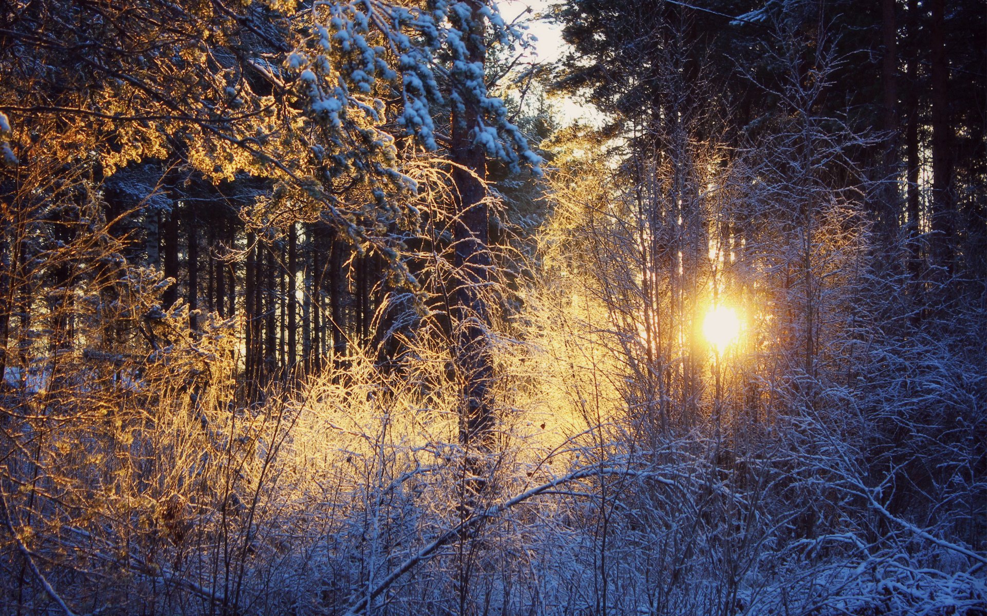 hiver neige forêt coucher de soleil soleil