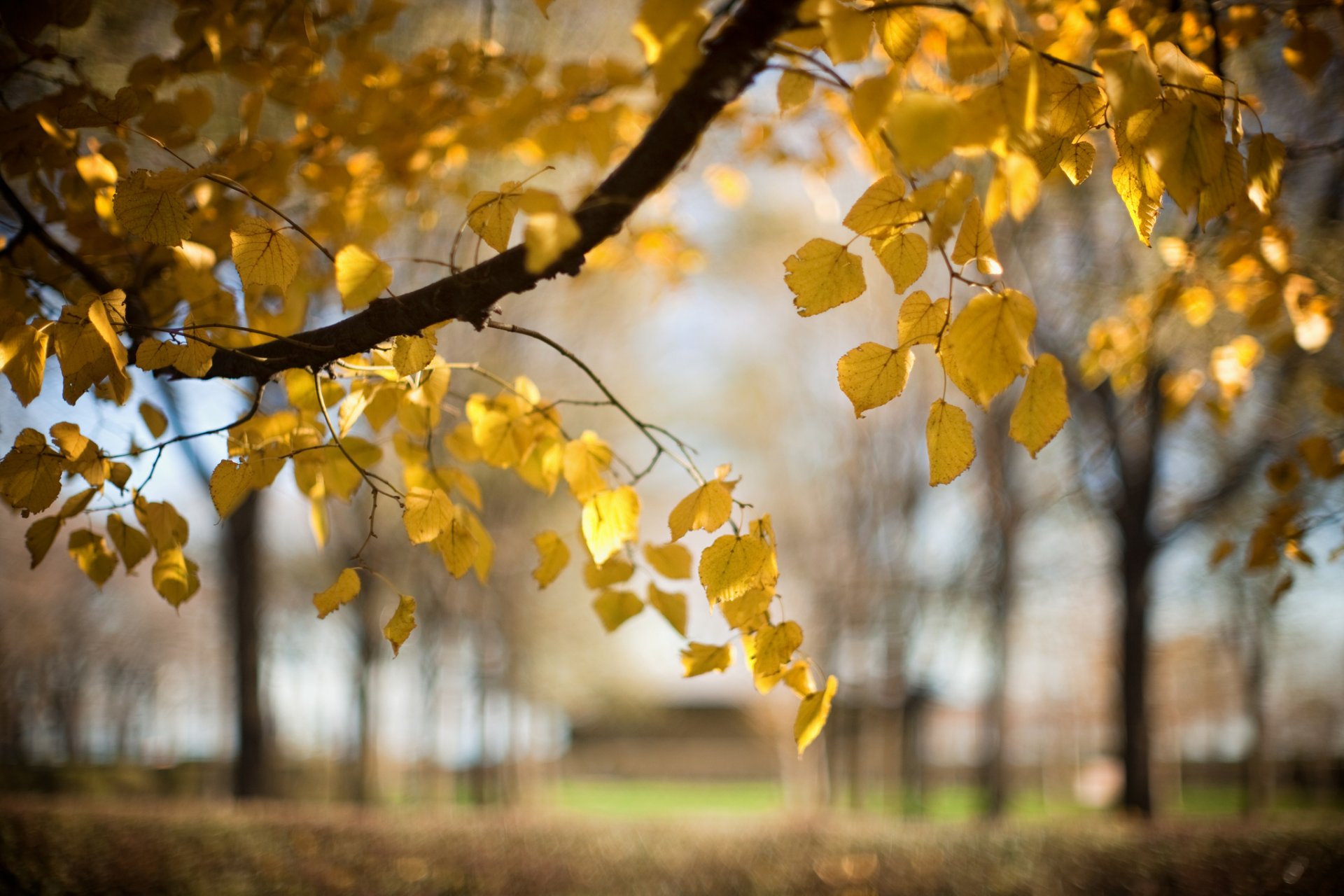 drzewo gałąź liście jesień rozmycie natura