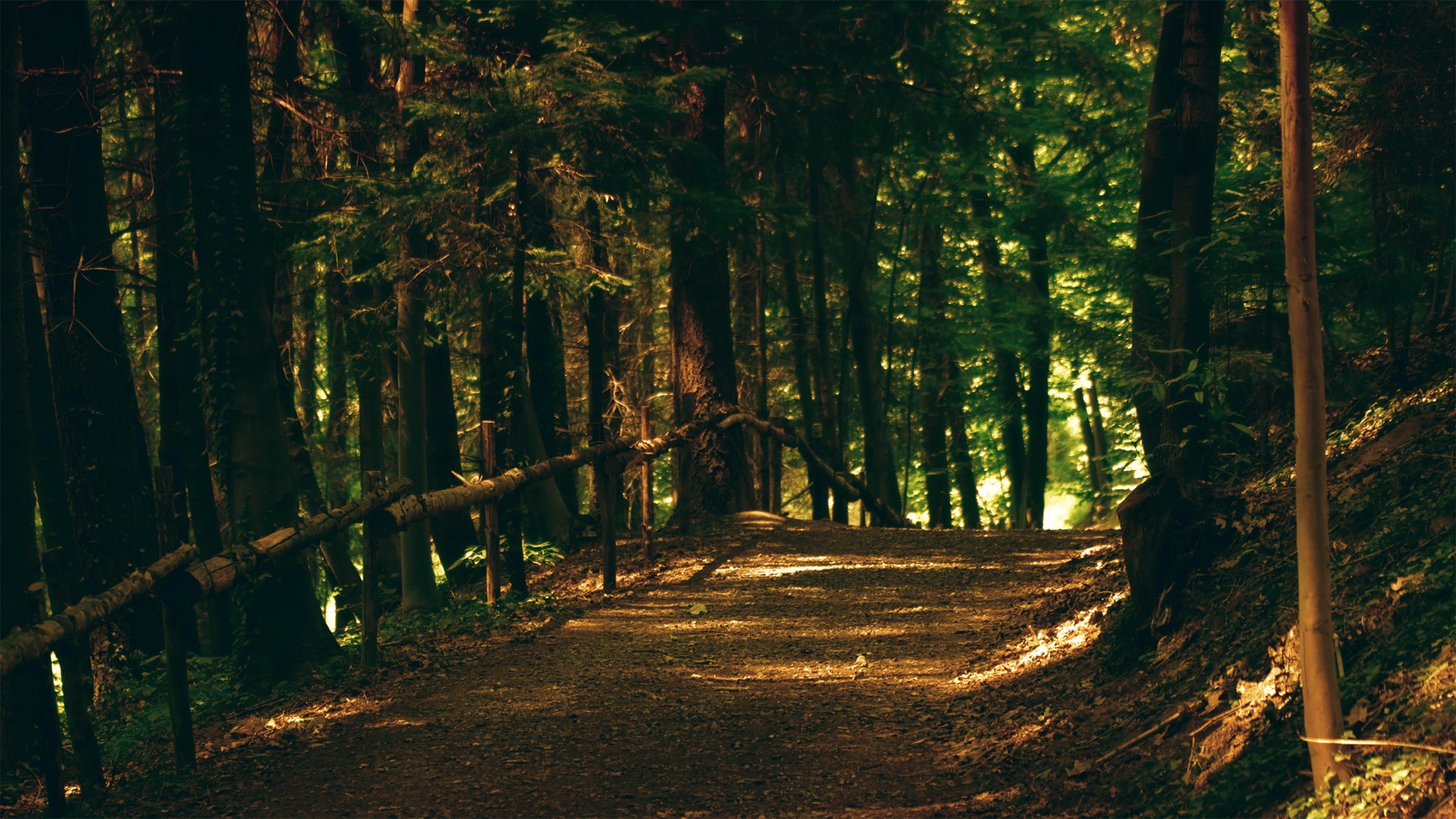 bosque árboles camino parque