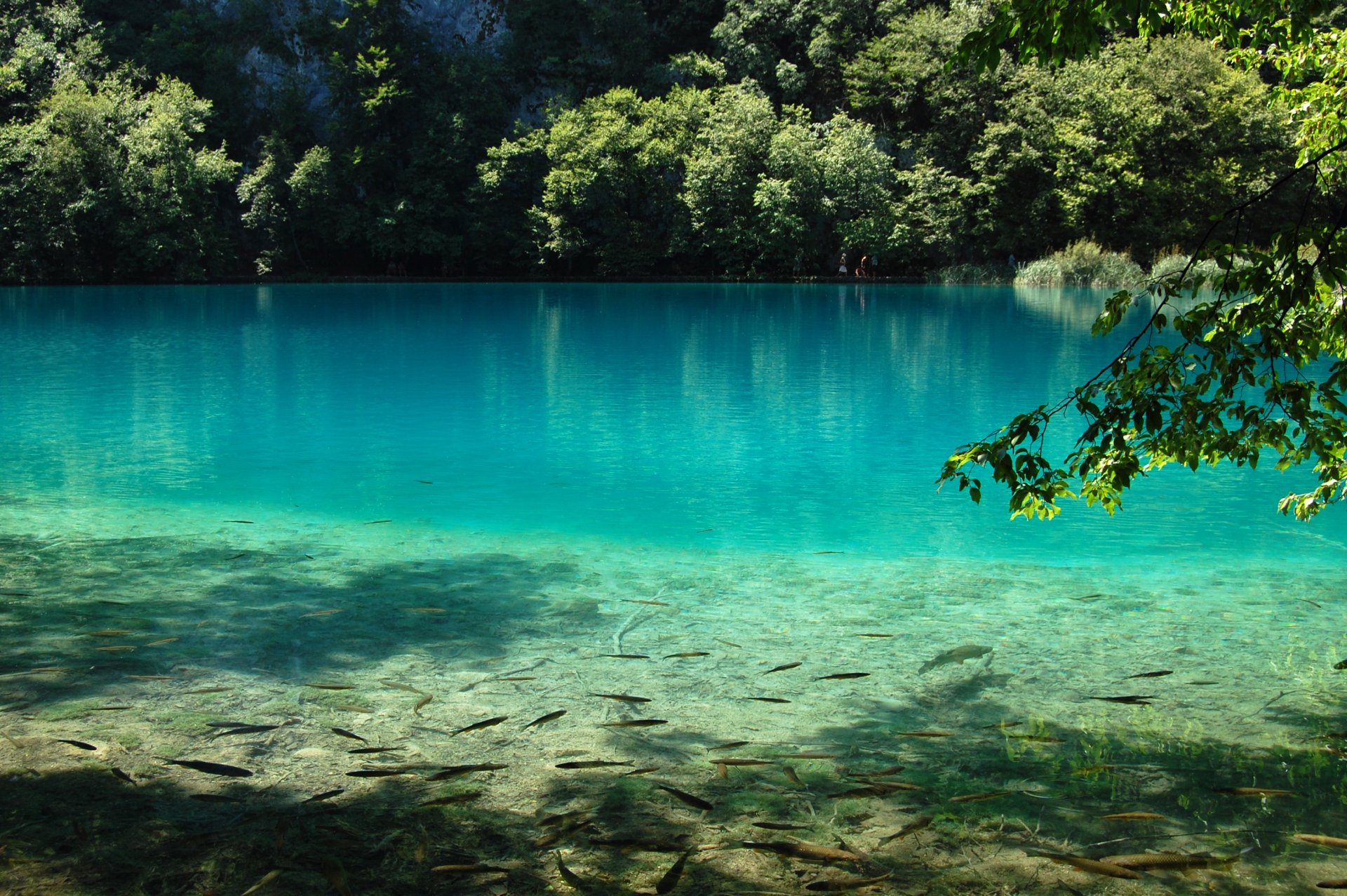 see wasser blau fische natur plitvicer seen