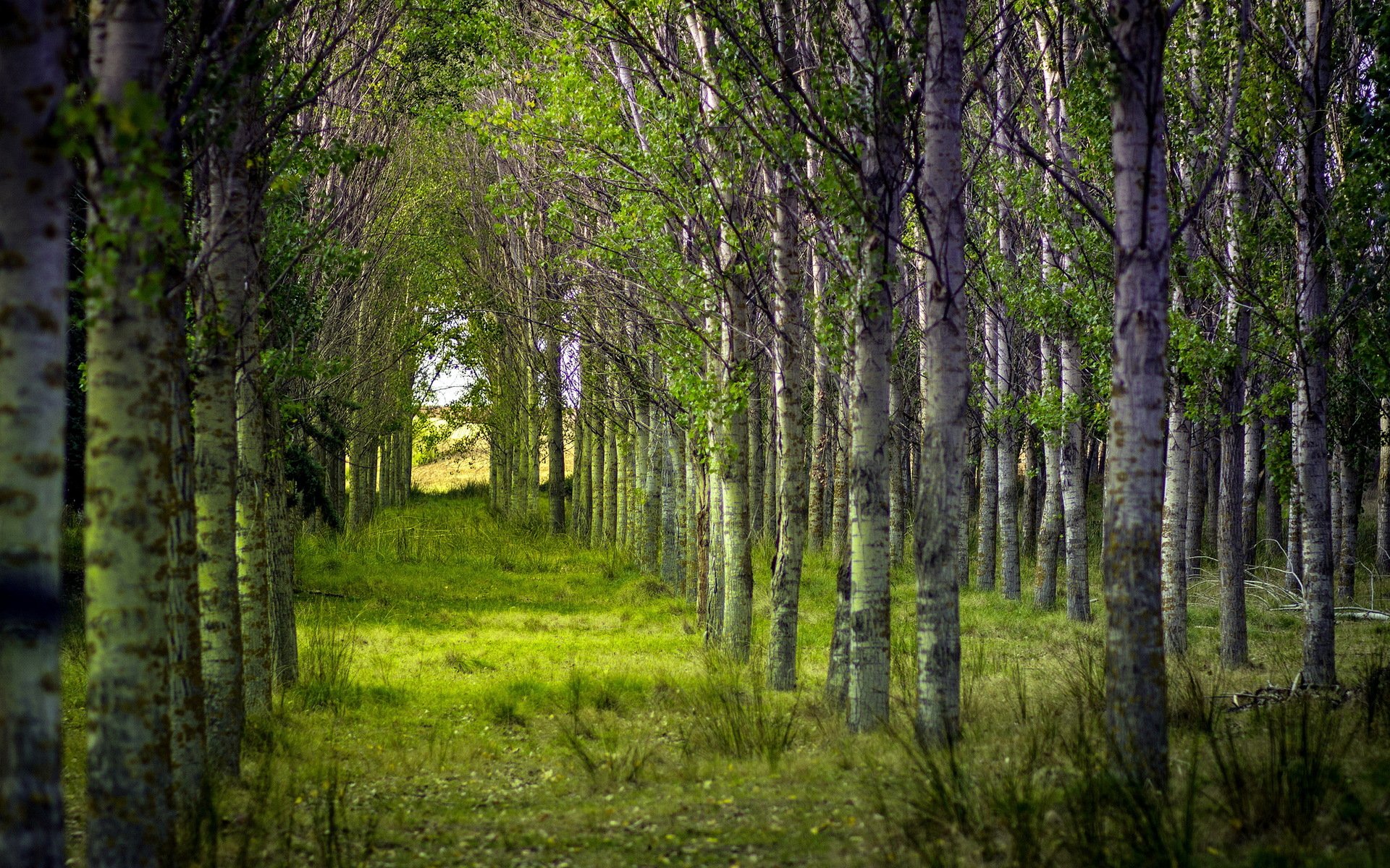 foresta alberi estate natura