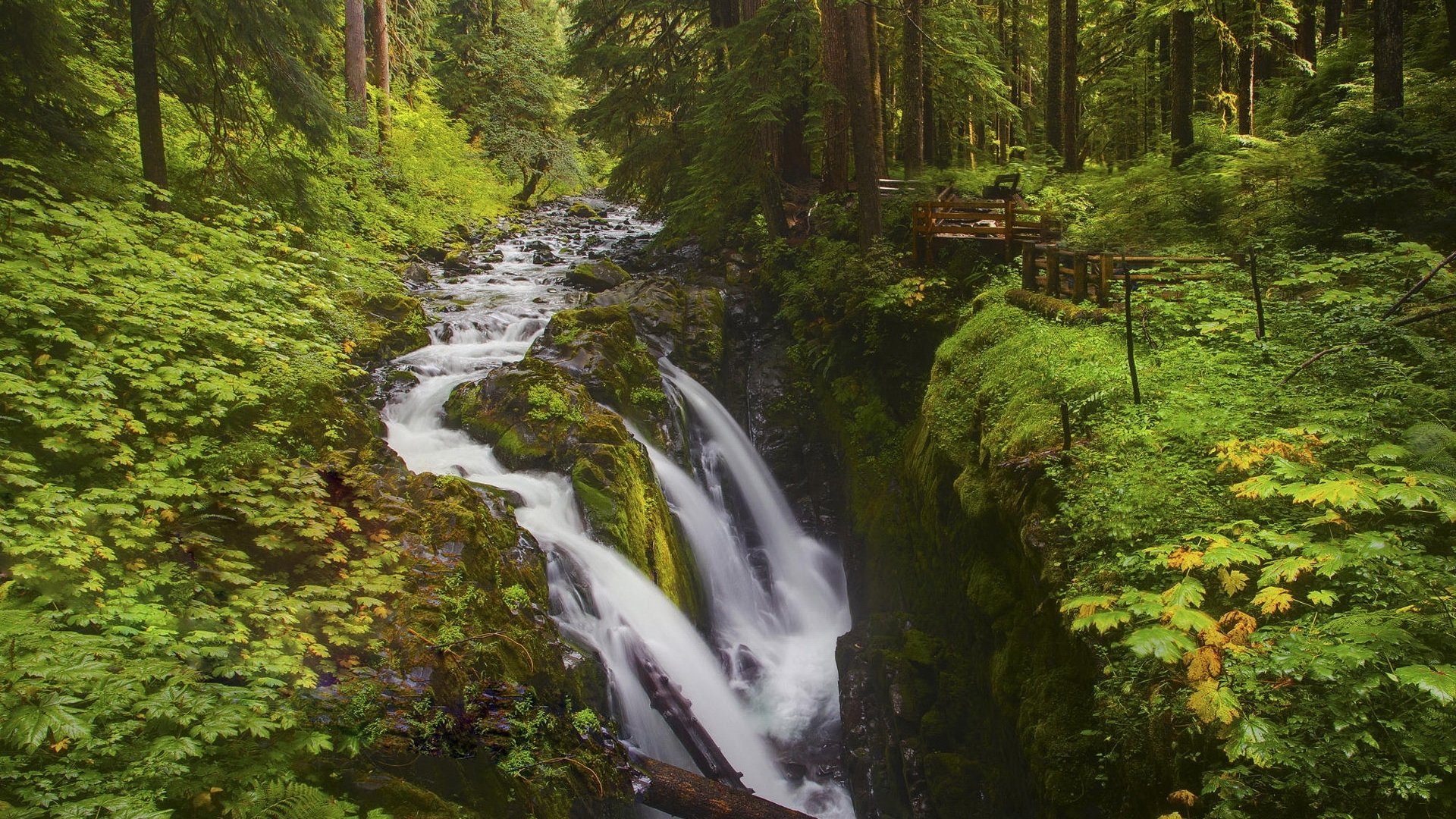 natura foresta fiume verde