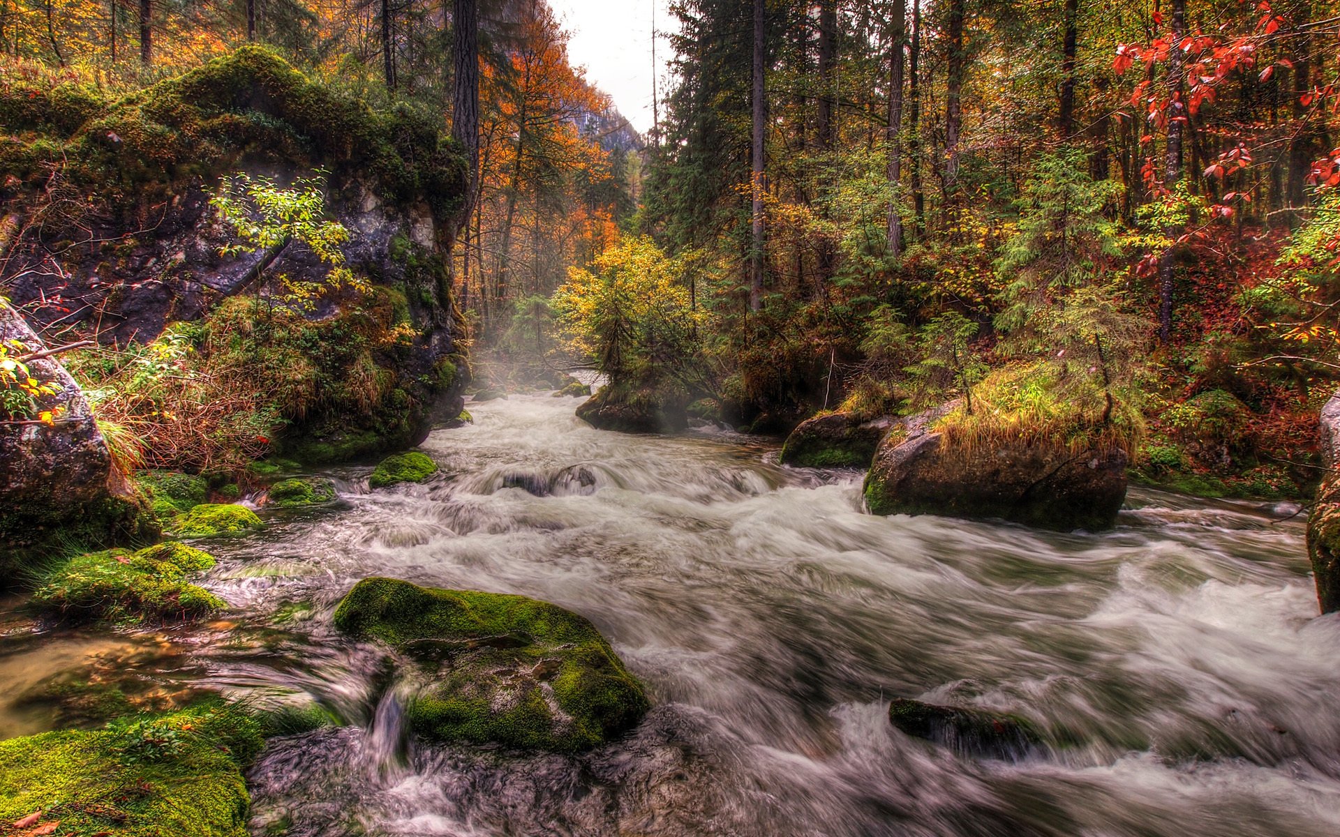 wald fluss strom steine moos bäume herbst