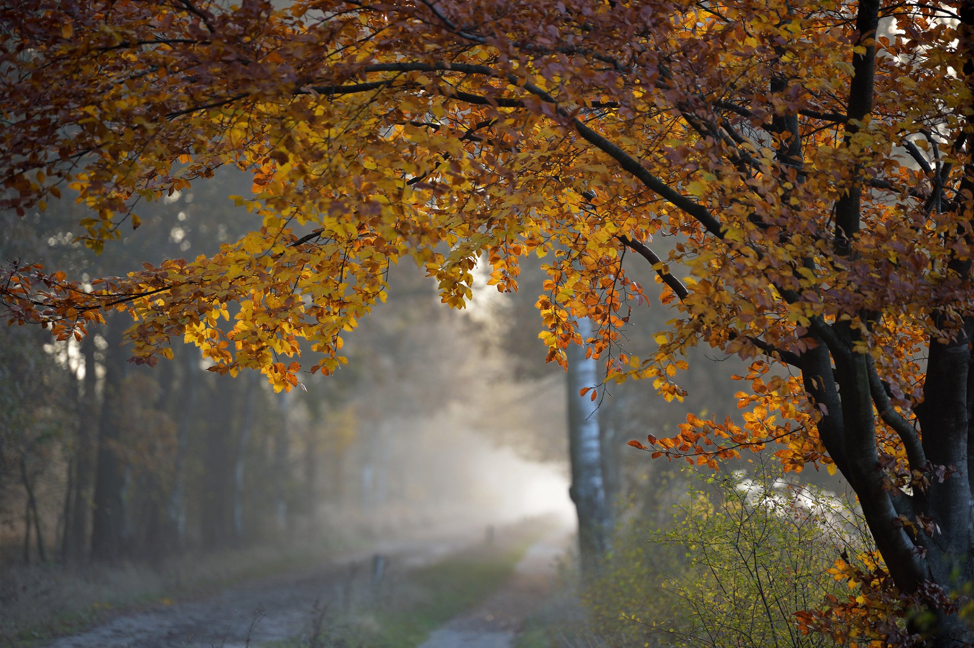 nature automne arbre feuillage matin