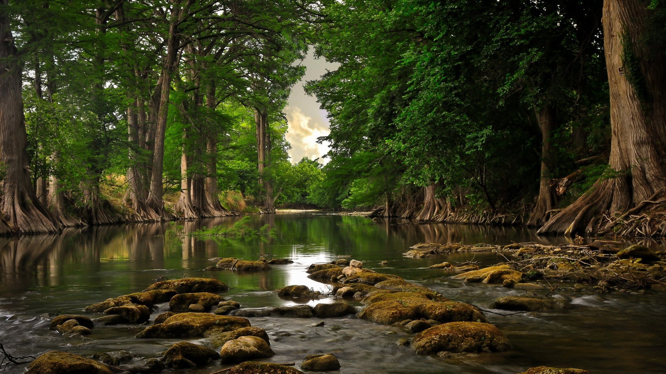 fluss bäume wald wasser tag wurzeln