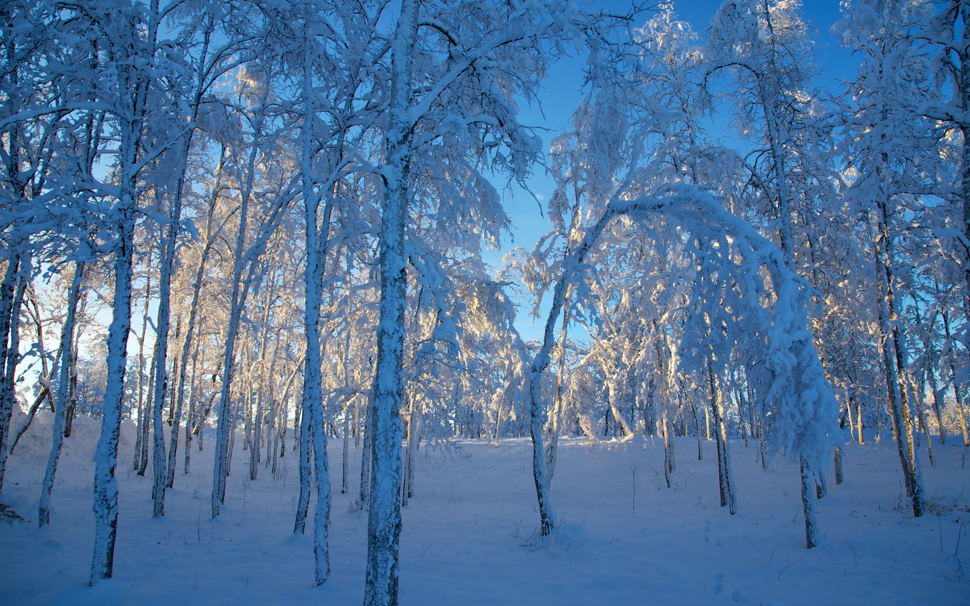 weden winter snow tree