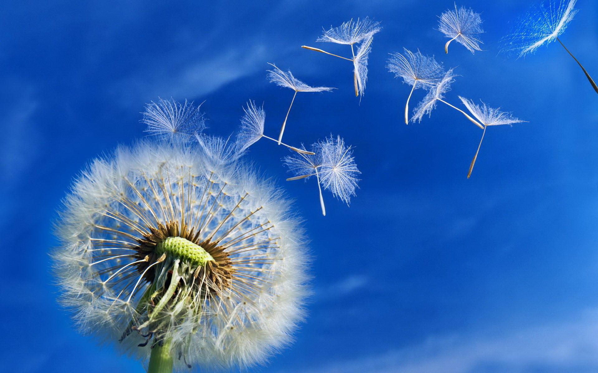 dandelion summer beauty