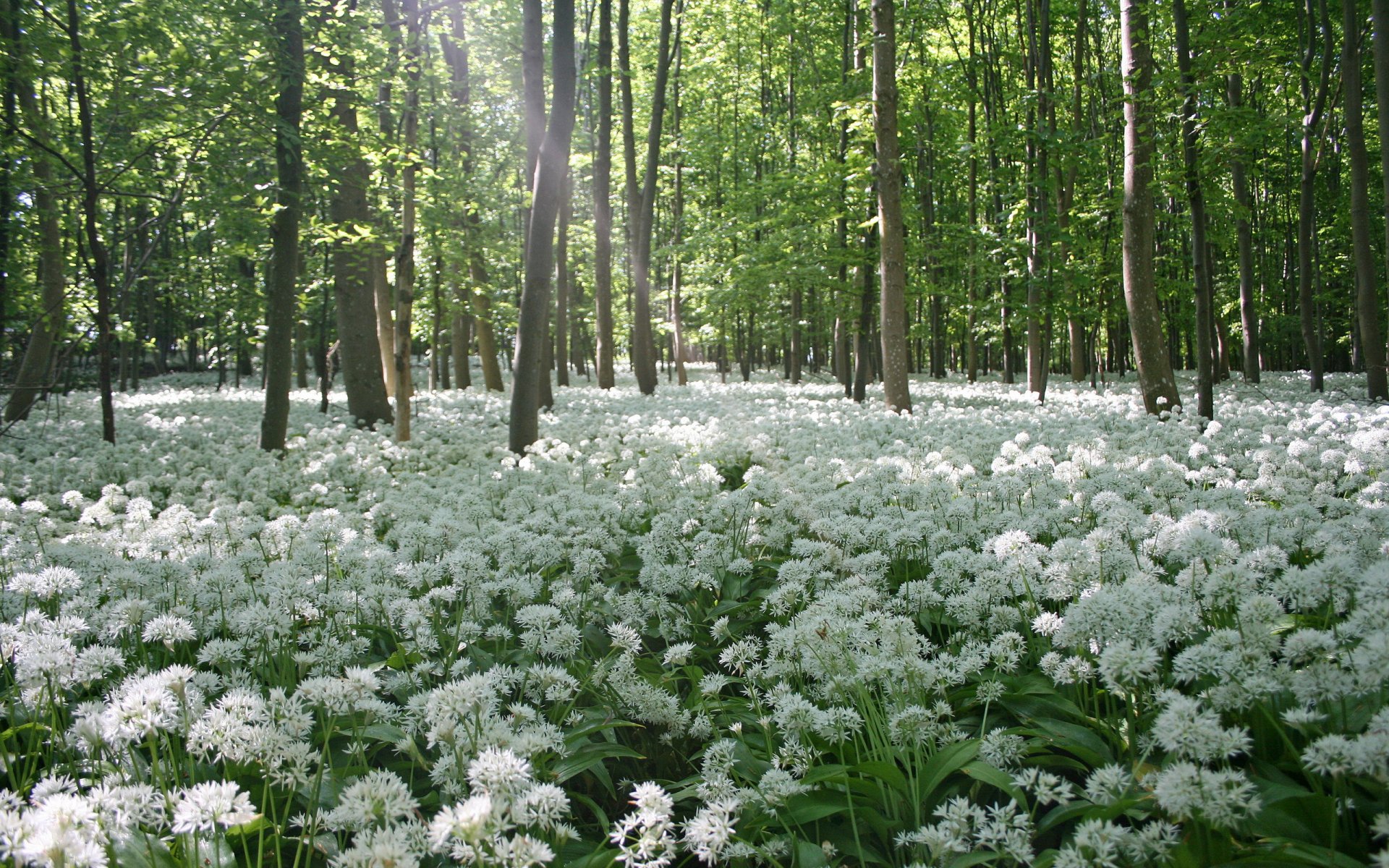 kwiaty drzewa wiosna natura