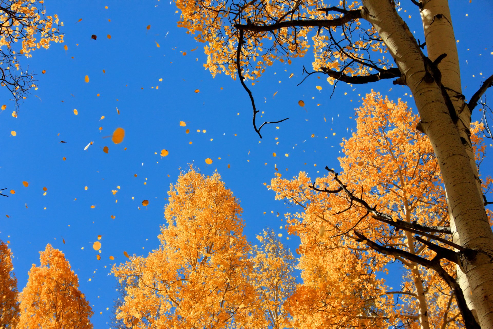 nature autumn sky foliage