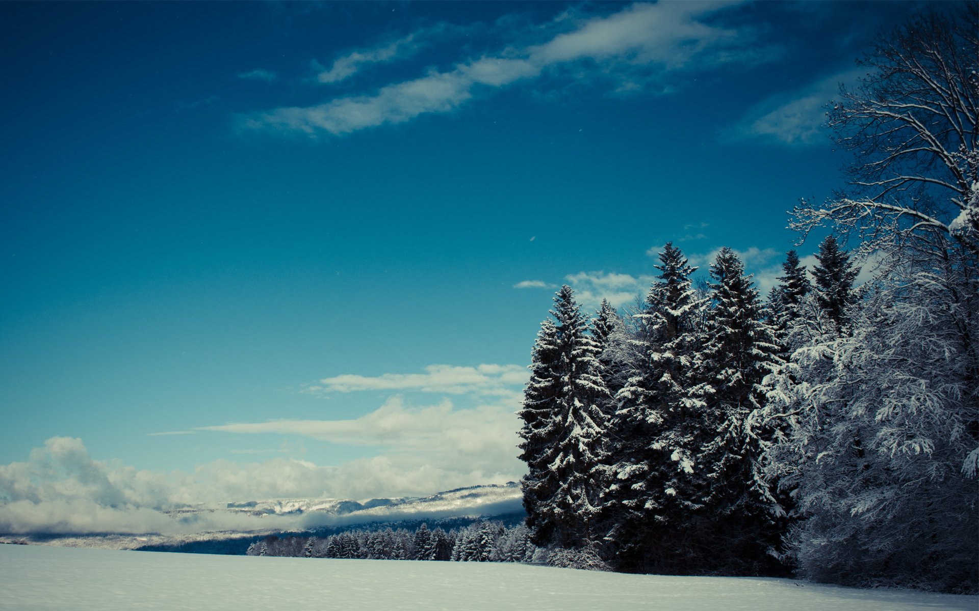 bosque invierno nieve abeto agujas de pino nubes