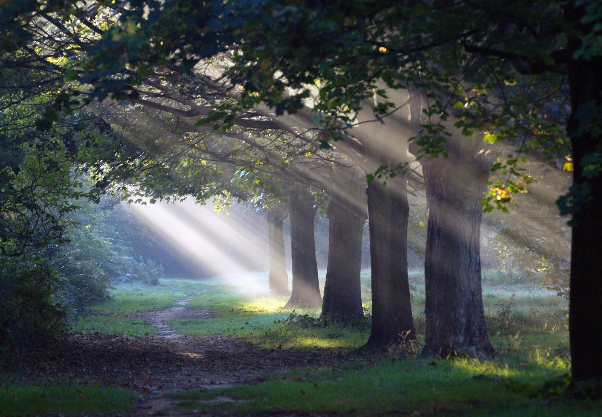 forest path light nature morning sun