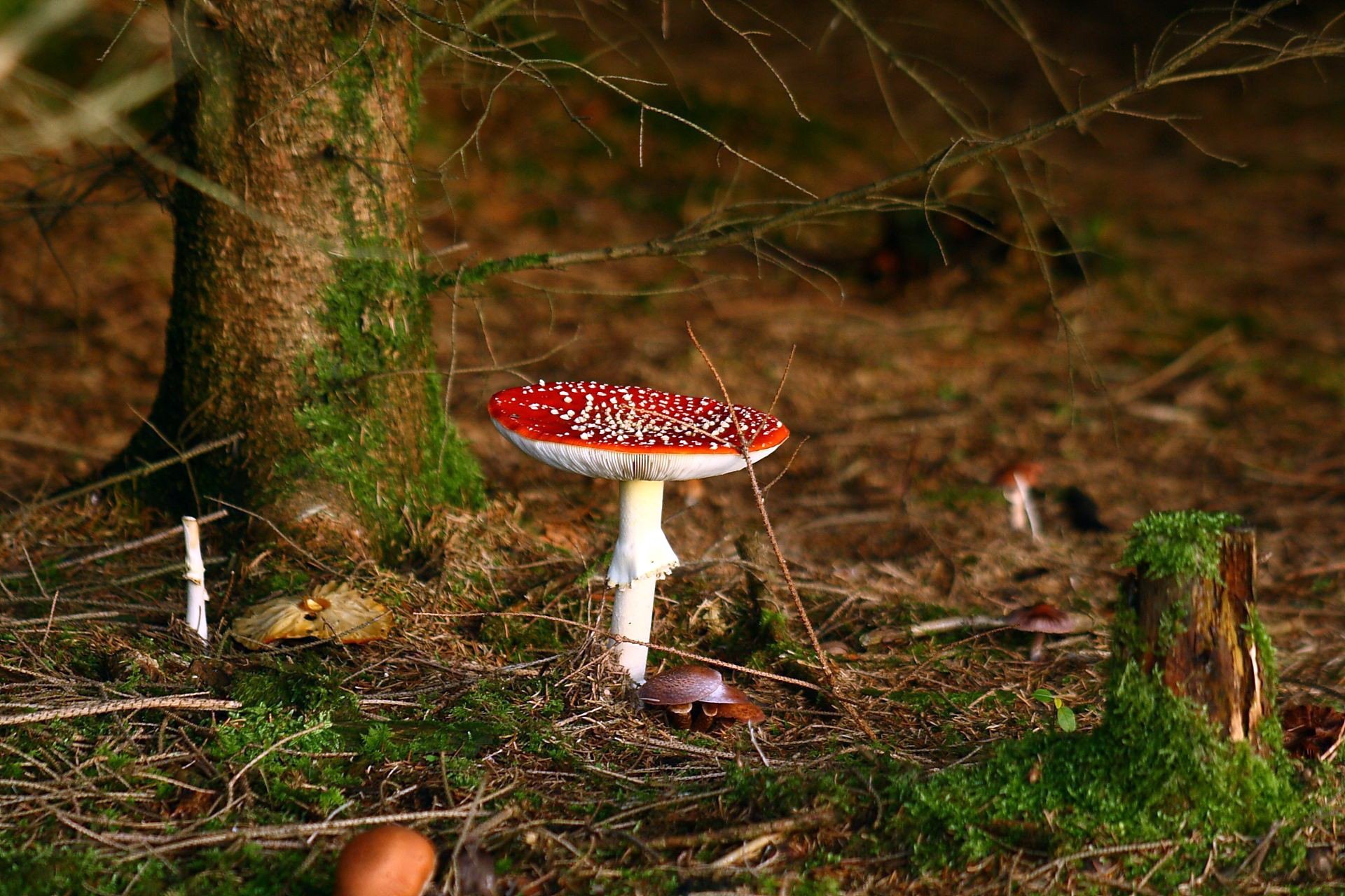 forest tree foliage autumn mushrooms close up red hat mo