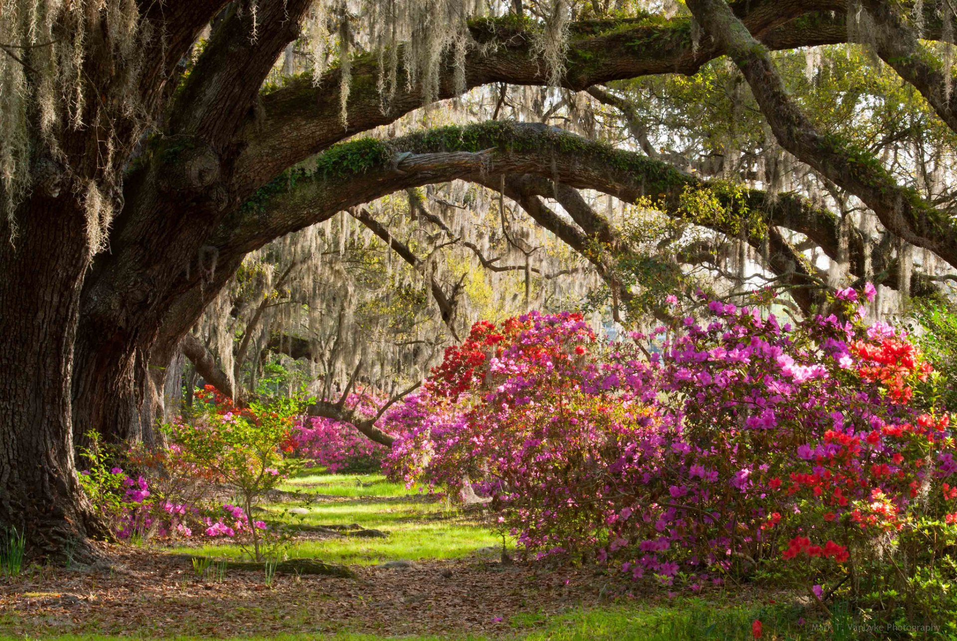 charleston & giardini parco alberi cespugli