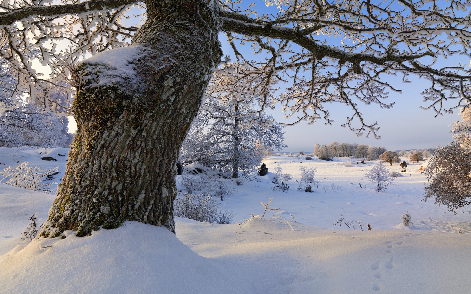 vagnhärad södermanland szwecja zima śnieg drzewa